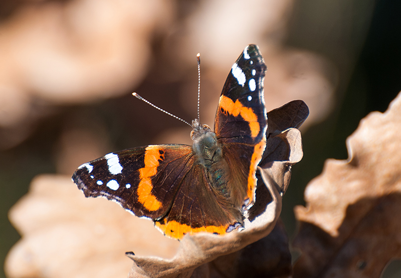 Vanessa atalanta. Femmina?  S